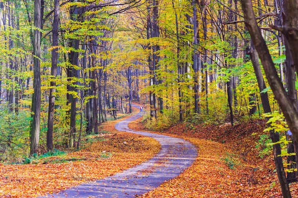 Fußweg schlängelt sich durch bunten Wald — Stockfoto