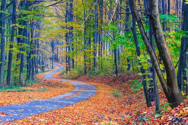 Sentiero tortuoso attraverso la foresta colorata — Foto Stock