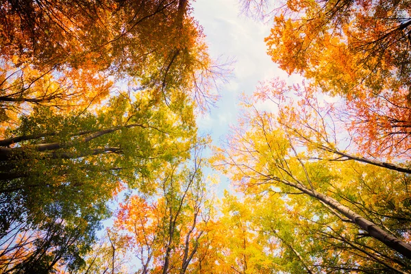 Otoño haya bosque de otoño — Foto de Stock