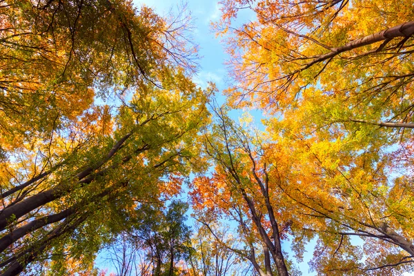 Otoño haya bosque de otoño — Foto de Stock