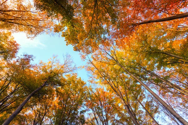 Otoño haya bosque de otoño — Foto de Stock