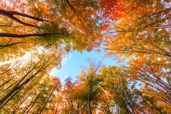 秋のブナの森を秋します。 — ストック写真