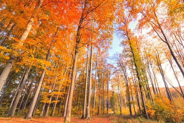 Autunno faggio foresta autunnale — Foto Stock