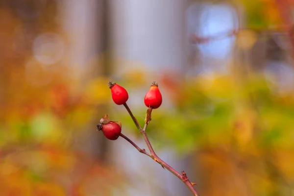 Kırmızı vahşi rose hips bir dalı arka plan bulanık — Stok fotoğraf