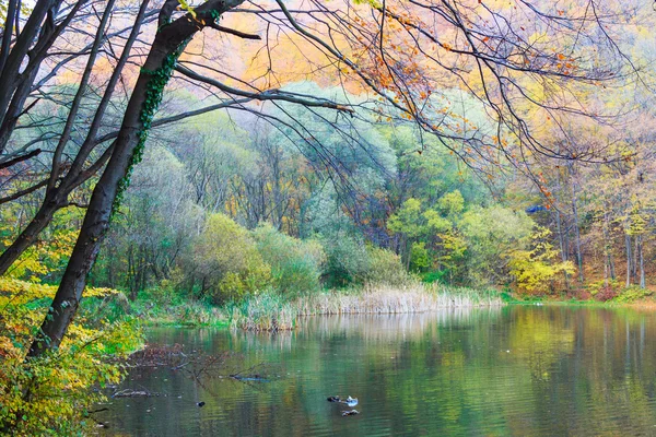 Autumn lake Hamori-Hungary — Stock Photo, Image