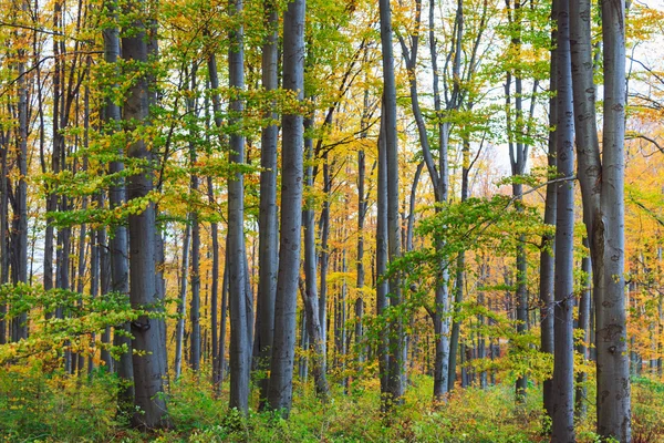 Outono faia queda floresta — Fotografia de Stock