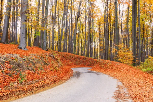 Road in herfst beuken landschap — Stockfoto