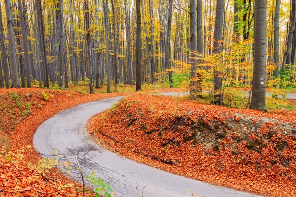 Carretera en otoño paisaje de haya — Foto de Stock