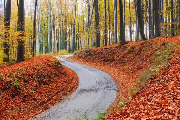 Road in herfst beuken landschap — Stockfoto