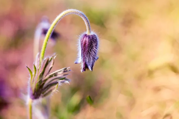 Pasque Flower blooming on spring meadow — Stock Photo, Image