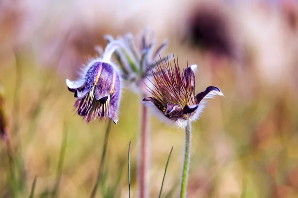 Pasque Flower blooming on spring meadow — Stock Photo, Image