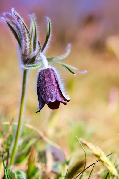 Pasque Flower blooming on spring meadow — Stock Photo, Image