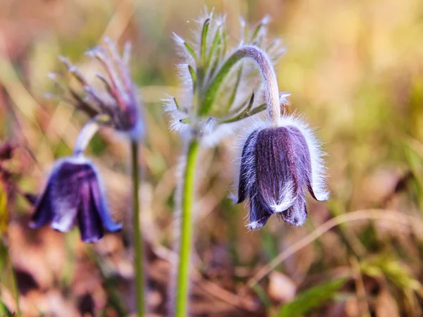 Pasque Flower blooming on spring meadow — Stock Photo, Image