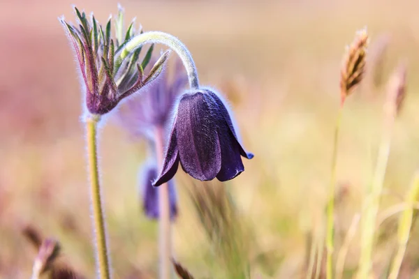 Pasque Flower blooming on spring meadow — Stock Photo, Image