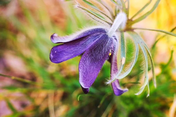 Fleur de Pasque fleurissant sur prairie printanière — Photo