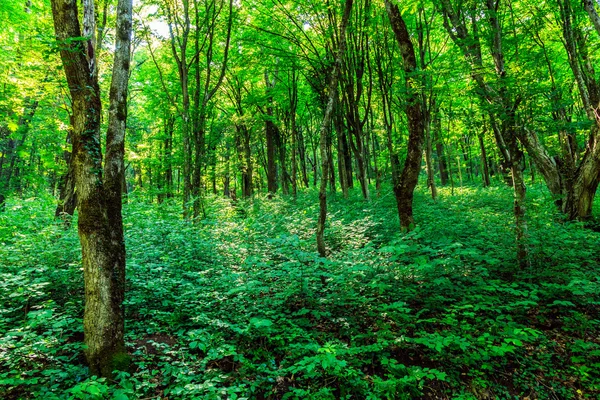 Forêt verte fraîche en été . — Photo