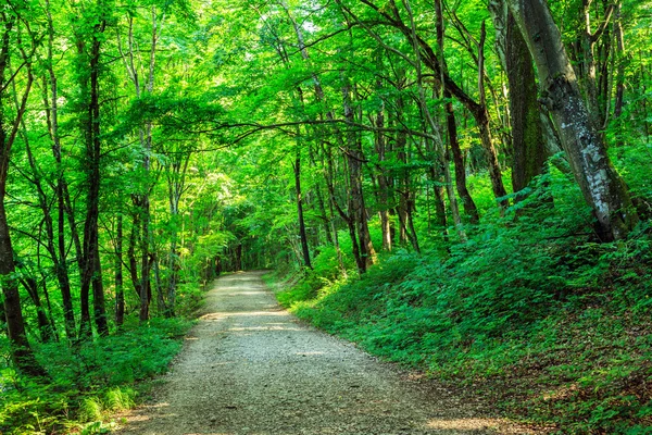 Camino en un hermoso bosque por la mañana — Foto de Stock