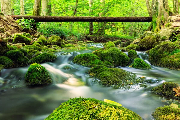 Folyó mély a hegyi erdő — Stock Fotó