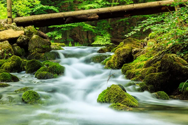 Floden djupt i bergskog — Stockfoto