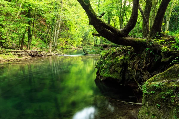 Sungai jauh di dalam hutan pegunungan — Stok Foto