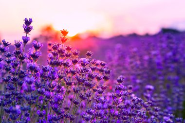 Macaristan, Tihany 'deki lavanta tarlası