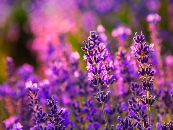 Campo de lavanda en Tihany, Hungría — Foto de Stock