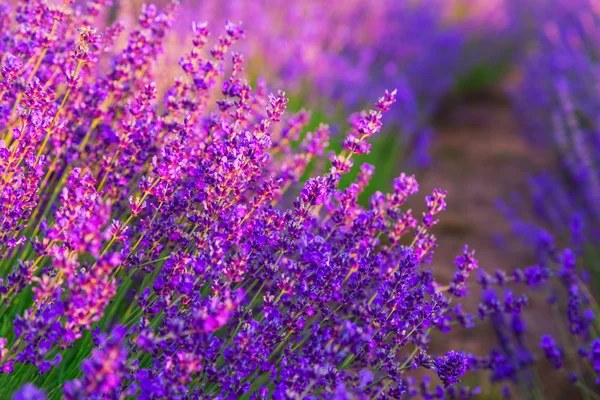 Campo de lavanda en Tihany, Hungría —  Fotos de Stock