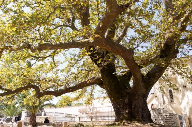 Eski güzel Adası Zante ağacında