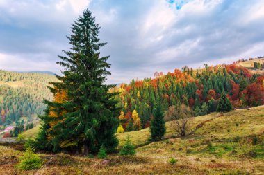 Karpat Dağları'nda renkli sonbahar manzarası