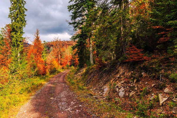 Stigen slingrar sig genom färgstarka skog — Stockfoto