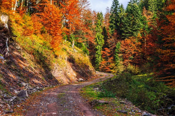 Footpath winding through colorful forest — Stock Photo, Image