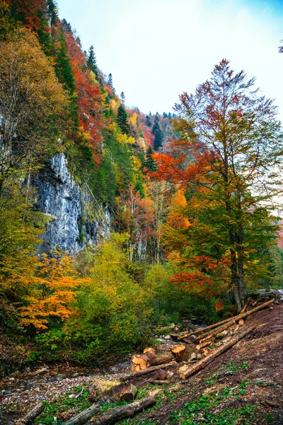 Осенний лес в Румынии — стоковое фото