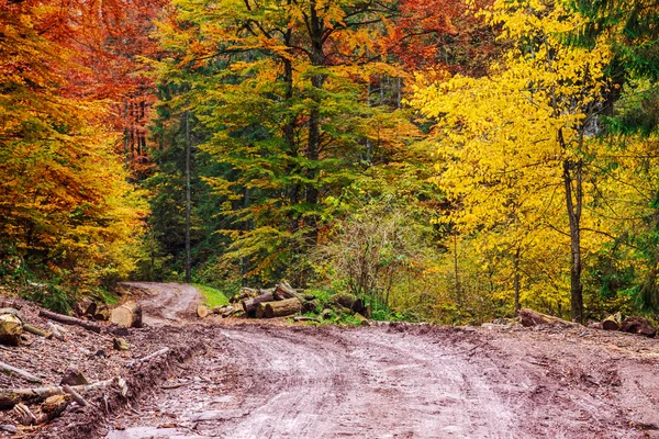 Footpath winding through colorful forest — Stock Photo, Image