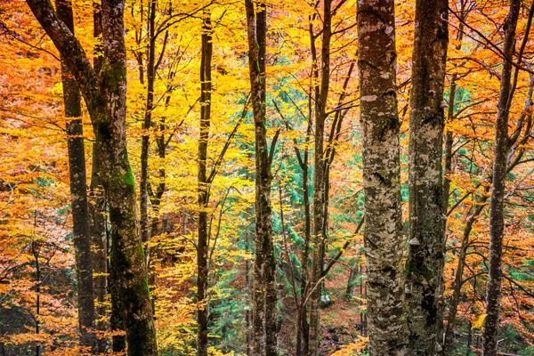 Forêt d'automne en Roumanie — Photo