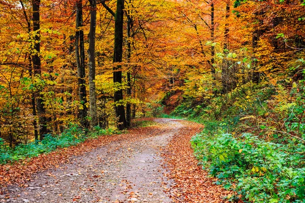 Stigen slingrar sig genom färgstarka skog — Stockfoto