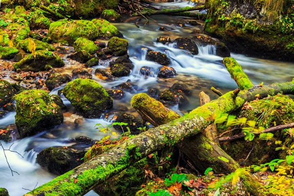 Cascade de rivière dans une forêt en Transylvanie montagnes — Photo