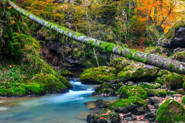 Creek profundo na floresta de montanha na Transilvânia — Fotografia de Stock