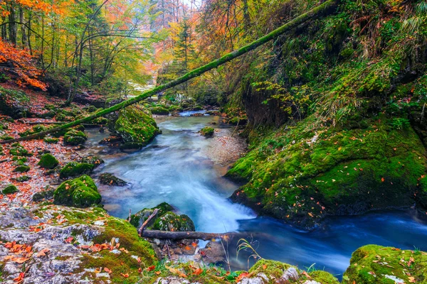 Creek profundo na floresta de montanha na Transilvânia — Fotografia de Stock