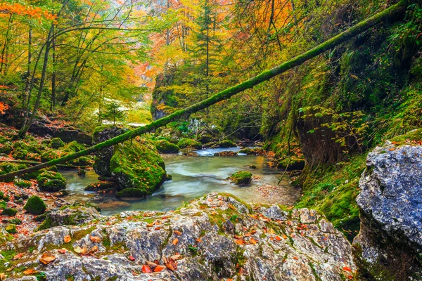 Creek diep in berg forest in Transsylvanië — Stockfoto