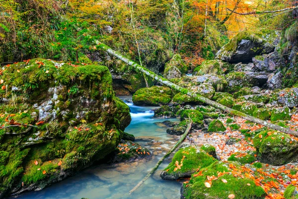 Floden kaskad i en skog i Transsylvanien berg — Stockfoto