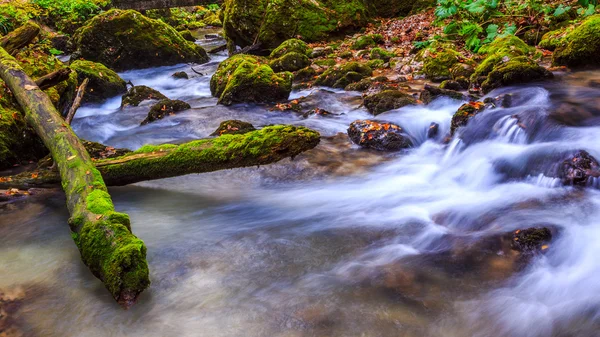 Cascade de rivière dans une forêt en Transylvanie montagnes — Photo