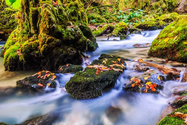 Cascata de rio em uma floresta nas montanhas da Transilvânia — Fotografia de Stock