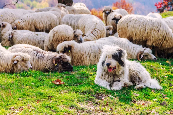 Honden bewaken de schapen op de berg grasland — Stockfoto