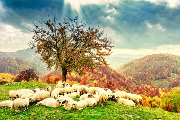 Ovejas bajo el árbol y cielo dramático —  Fotos de Stock