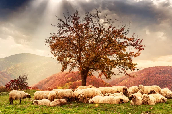 Ovejas bajo el árbol y cielo dramático —  Fotos de Stock