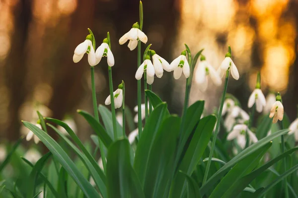 Primavera flores queda de neve florescendo na floresta — Fotografia de Stock