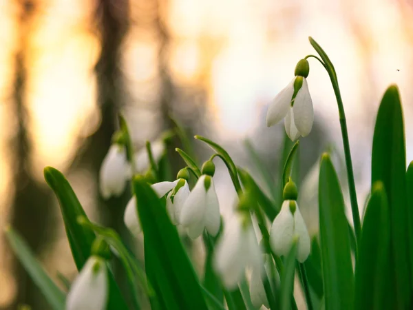 Primavera flores queda de neve florescendo na floresta — Fotografia de Stock