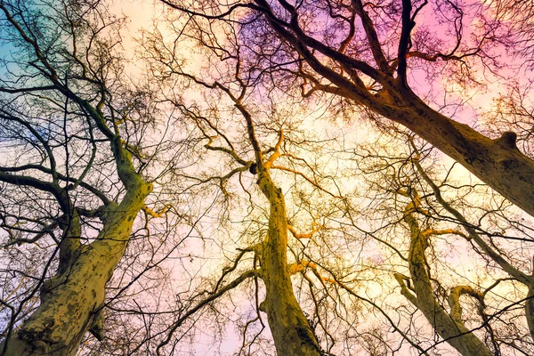 一个秋天的树林神奇光秃秃的树木 — 图库照片