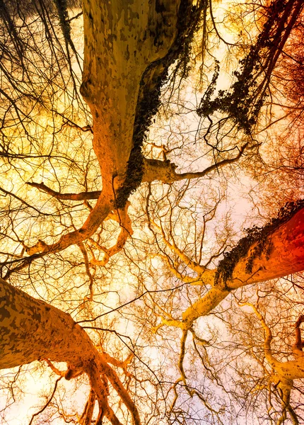 Alberi nudi magici di una foresta di autunno — Foto Stock