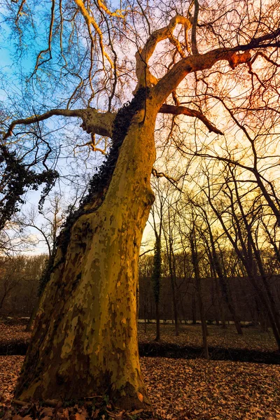 Magical bare trees of an autumn forest — Stock Photo, Image